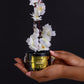 Brandied Oud Scented Candle 280g